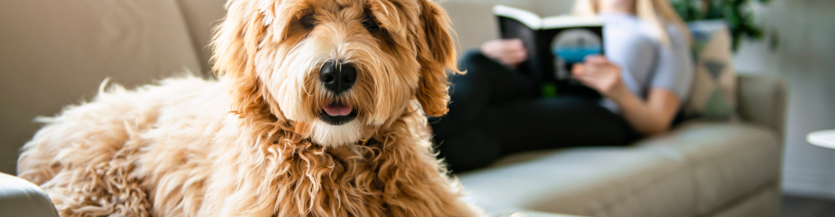 Cute fluffy dog on a living room couch